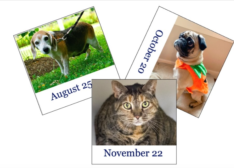 One Pet Photo in 2024 Calendar